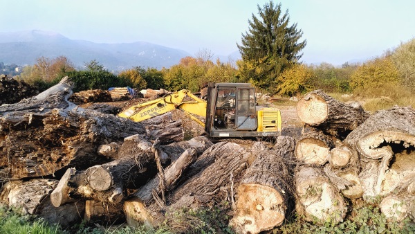 la normalità di Maurilio
