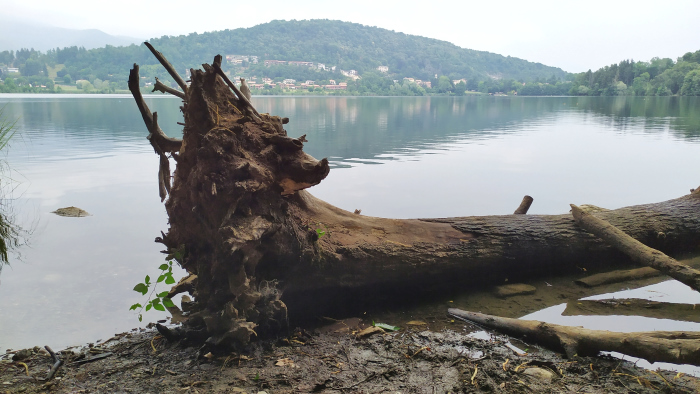 le creazioni in legno di Emanuel Gavioli